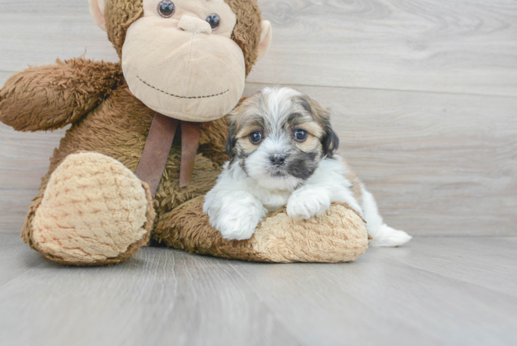 Meet Harvey - our Teddy Bear Puppy Photo 1/2 - Puppy Love PR Best Teddy Bear Baby