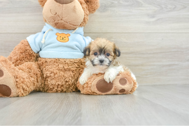 Best Teddy Bear Baby