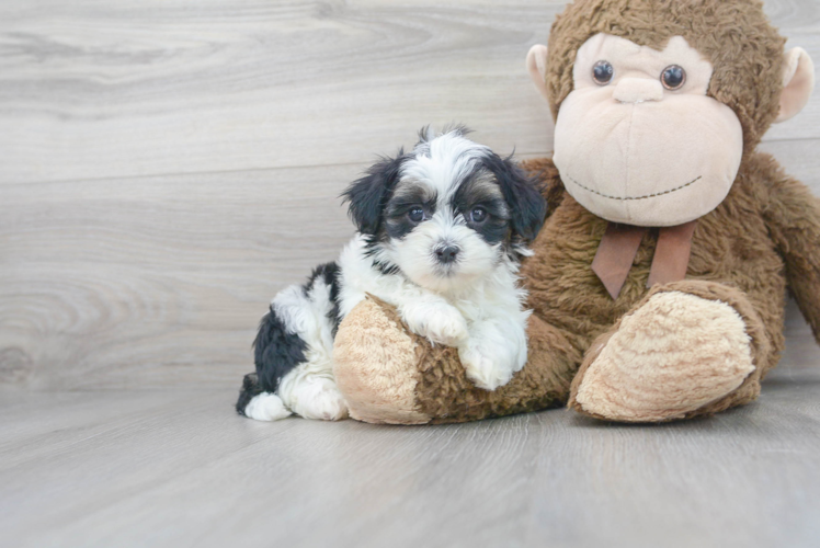Meet Helen - our Teddy Bear Puppy Photo 1/3 - Puppy Love PR Best Teddy Bear Baby