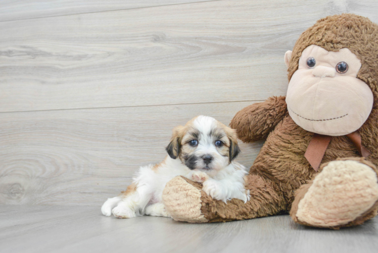 Meet Hewy - our Teddy Bear Puppy Photo 1/3 - Puppy Love PR Best Teddy Bear Baby