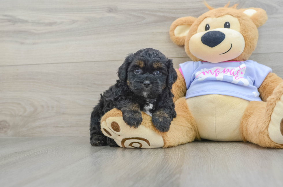 7 week old Teddy Bear Puppy For Sale - Puppy Love PR