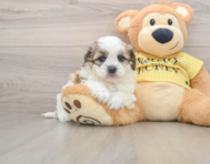 5 week old Teddy Bear Puppy For Sale - Puppy Love PR