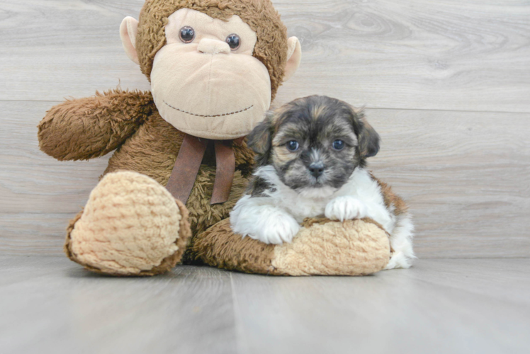 Meet Houdini - our Teddy Bear Puppy Photo 1/2 - Puppy Love PR Best Teddy Bear Baby