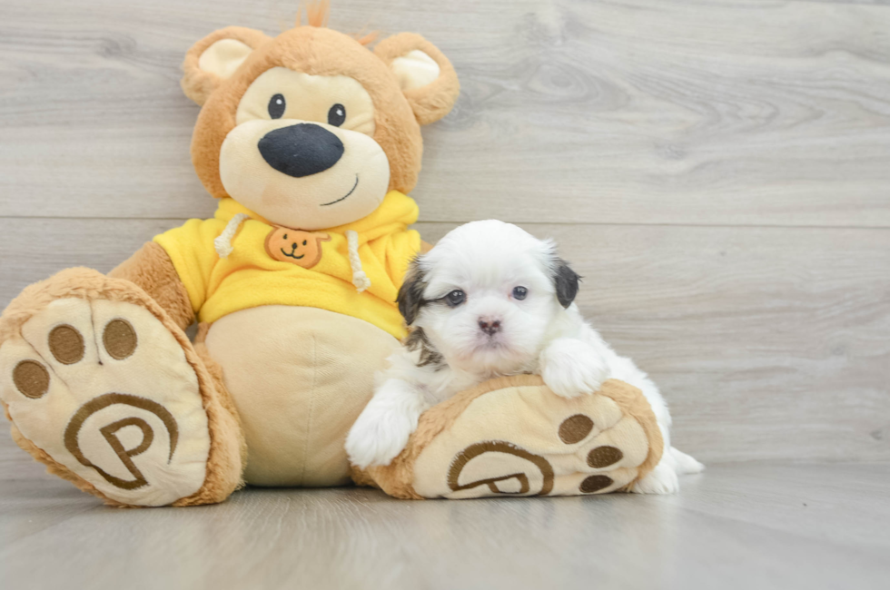 5 week old Teddy Bear Puppy For Sale - Puppy Love PR