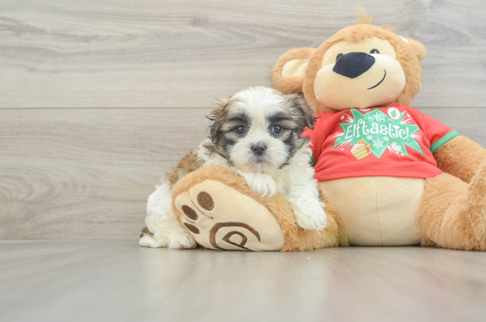 6 week old Teddy Bear Puppy For Sale - Puppy Love PR