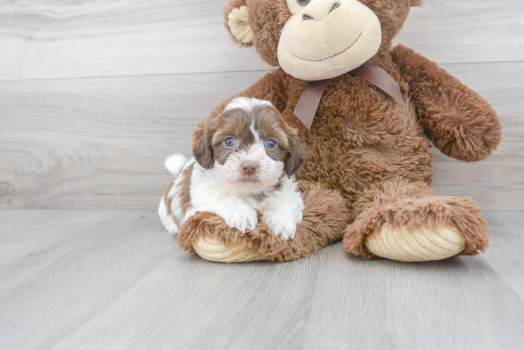 Cute Teddy Bear Designer Pup