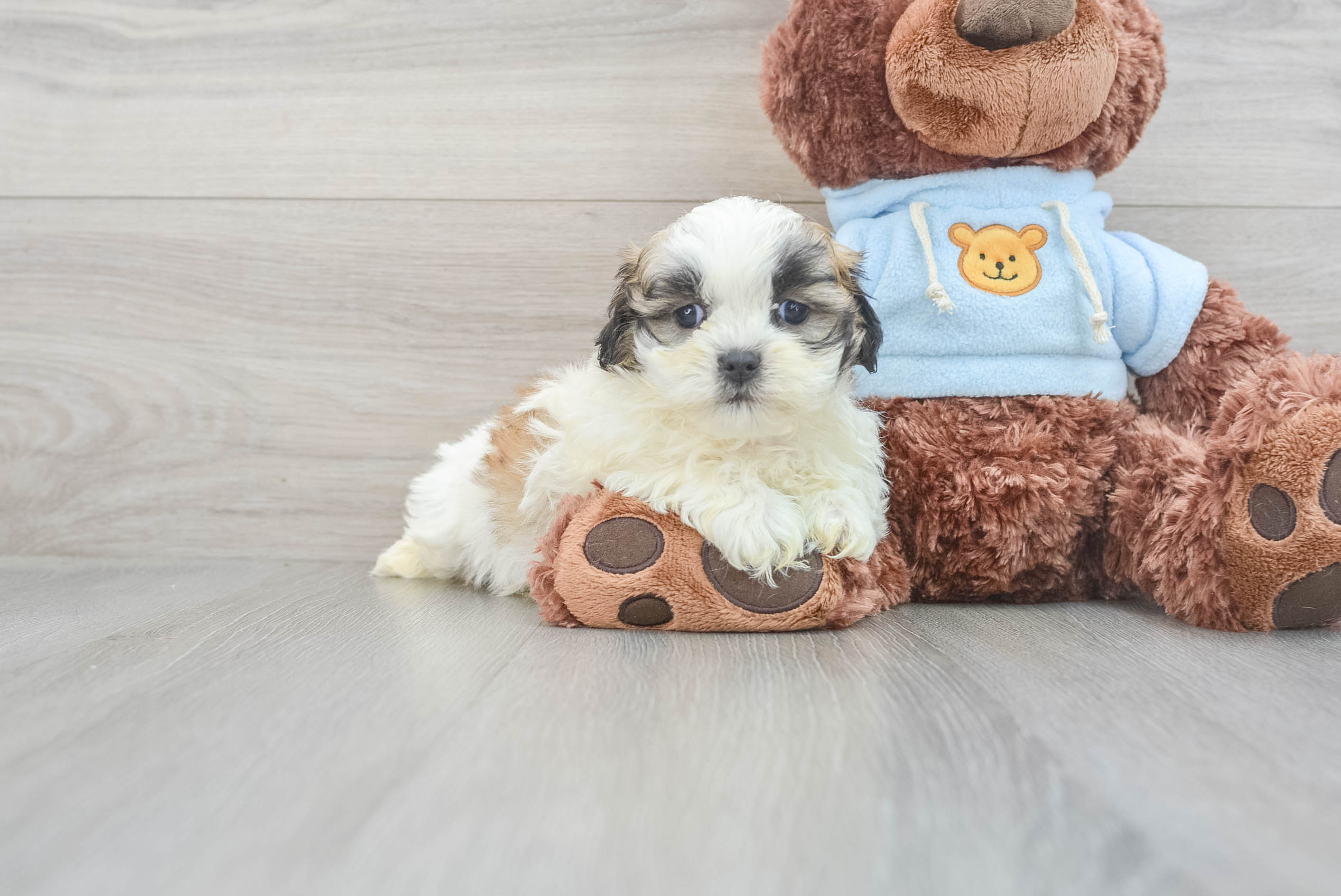 Playful Shi Chon Designer Puppy