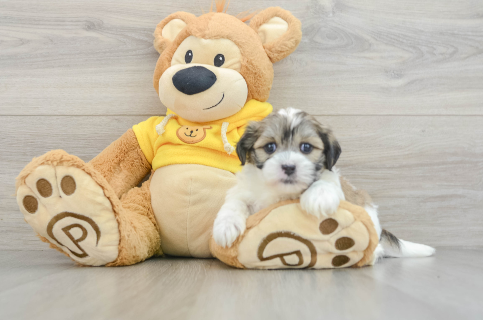 5 week old Teddy Bear Puppy For Sale - Puppy Love PR