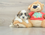 6 week old Teddy Bear Puppy For Sale - Puppy Love PR