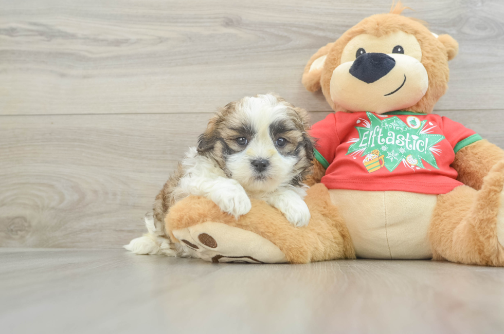 6 week old Teddy Bear Puppy For Sale - Puppy Love PR