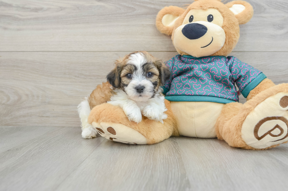 6 week old Teddy Bear Puppy For Sale - Puppy Love PR