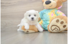 Happy Teddy Bear Baby