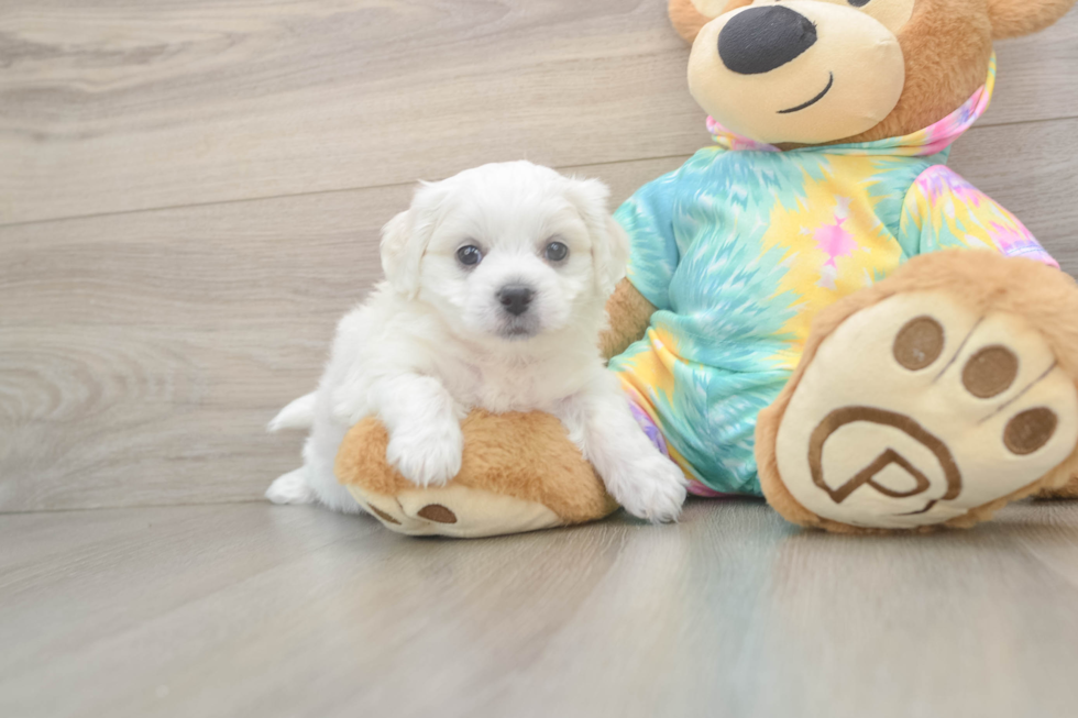 Happy Teddy Bear Baby