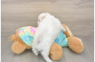 Best Teddy Bear Baby
