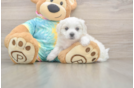 Teddy Bear Puppy for Adoption