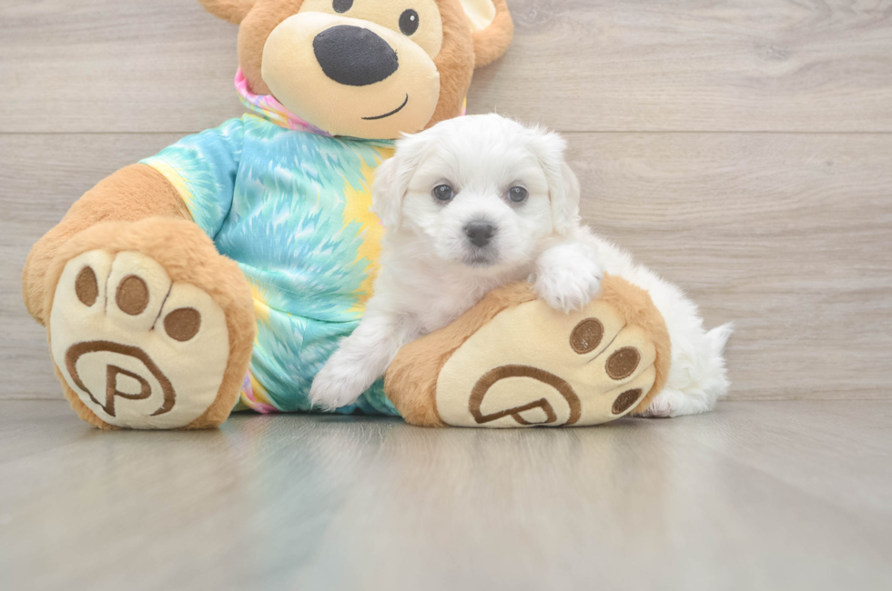 5 week old Teddy Bear Puppy For Sale - Puppy Love PR