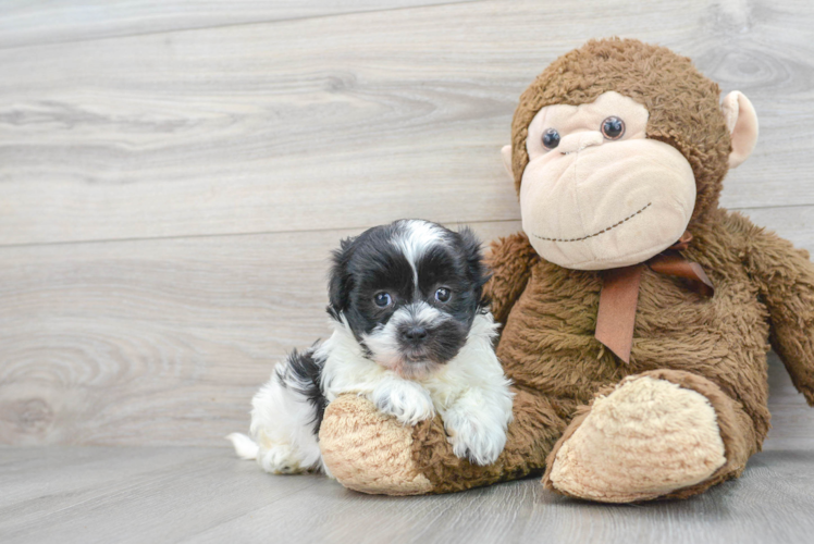 Meet Jamie - our Teddy Bear Puppy Photo 1/3 - Puppy Love PR Best Teddy Bear Baby