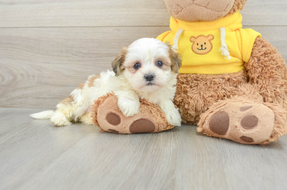 5 week old Teddy Bear Puppy For Sale - Puppy Love PR