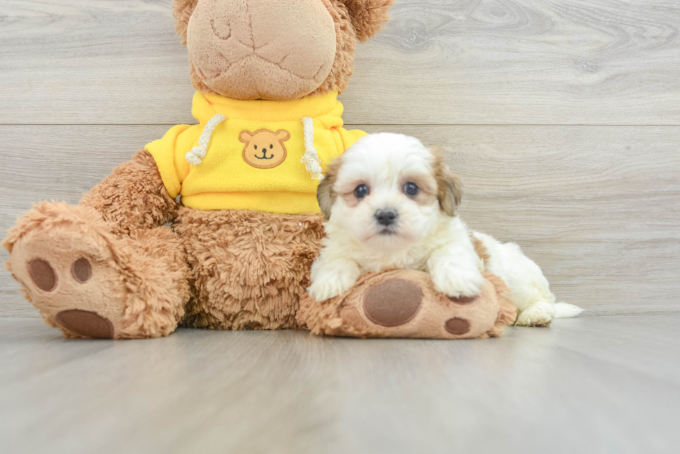 Teddy Bear Pup Being Cute