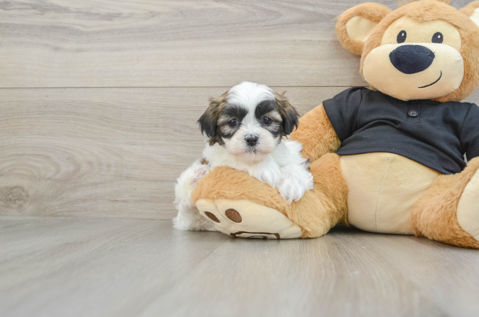 5 week old Teddy Bear Puppy For Sale - Puppy Love PR