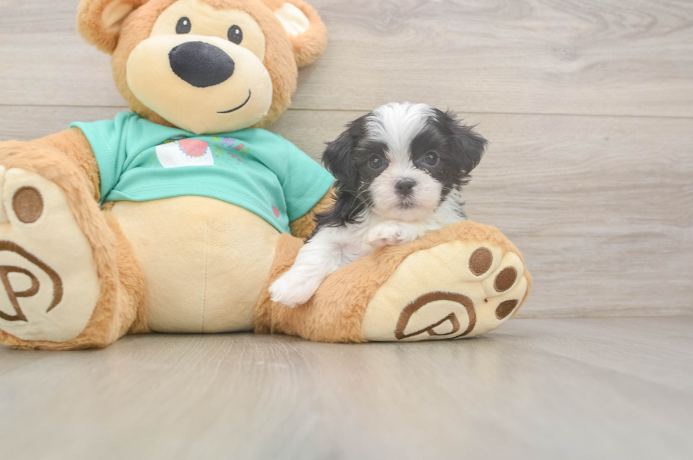 5 week old Teddy Bear Puppy For Sale - Puppy Love PR