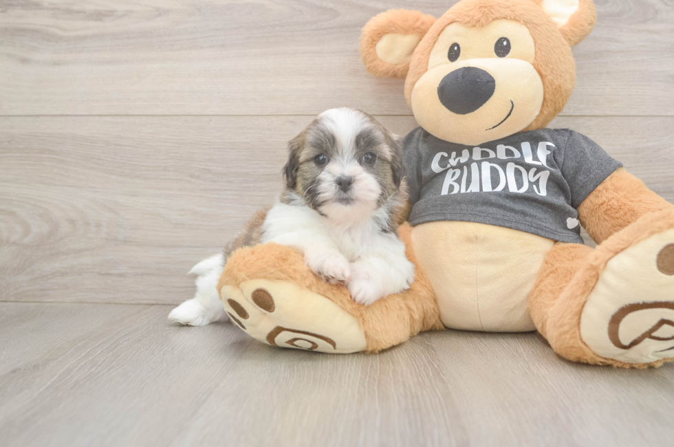 6 week old Teddy Bear Puppy For Sale - Puppy Love PR