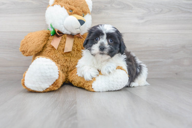 Meet Jamie - our Teddy Bear Puppy Photo 1/2 - Puppy Love PR Best Teddy Bear Baby