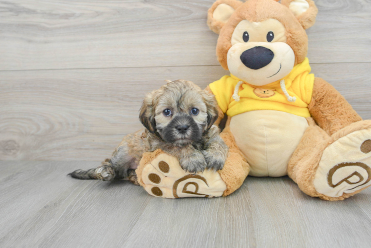 Meet Janet - our Teddy Bear Puppy Photo 1/3 - Puppy Love PR Hypoallergenic Shit Designer Puppy