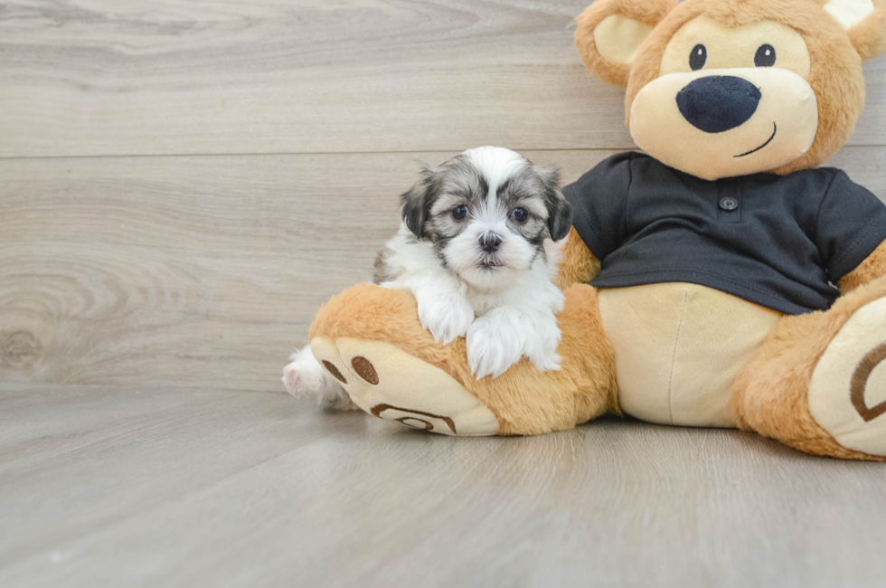 5 week old Teddy Bear Puppy For Sale - Puppy Love PR