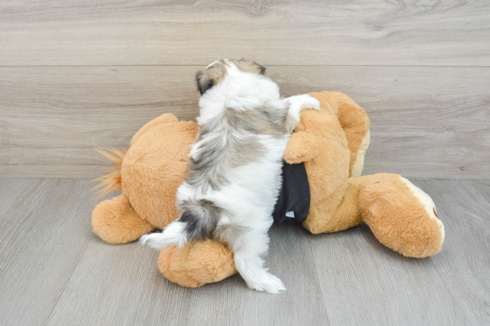 Teddy Bear Pup Being Cute