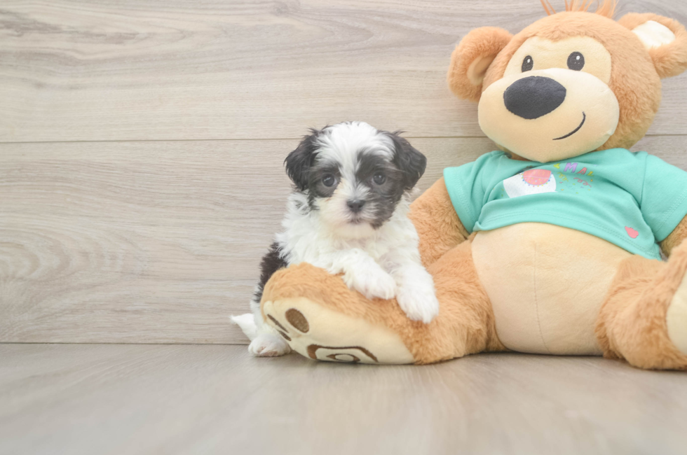 5 week old Teddy Bear Puppy For Sale - Puppy Love PR