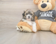 8 week old Teddy Bear Puppy For Sale - Puppy Love PR