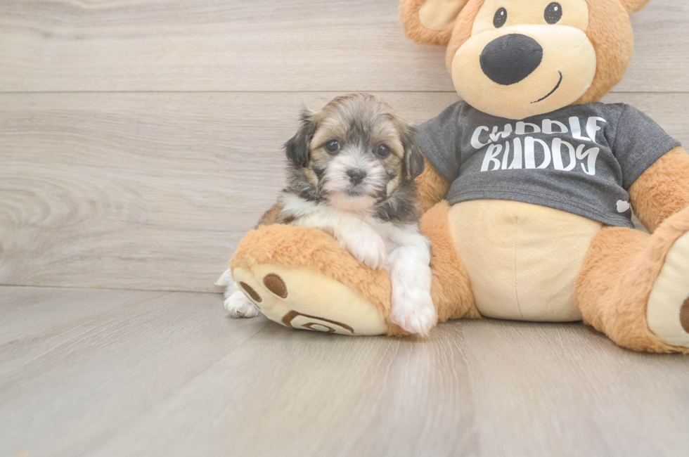 6 week old Teddy Bear Puppy For Sale - Puppy Love PR