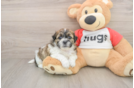 Best Teddy Bear Baby