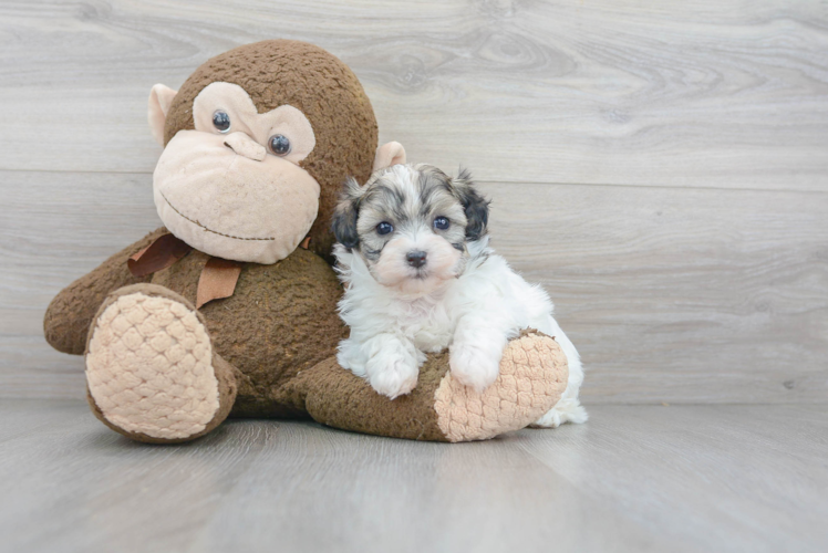 Meet Janet - our Teddy Bear Puppy Photo 1/3 - Puppy Love PR Cute Shit Designer Puppy