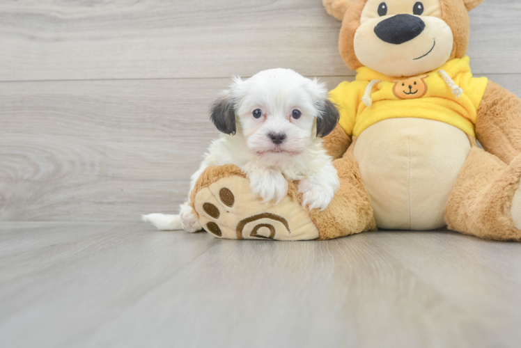 Teddy Bear Pup Being Cute