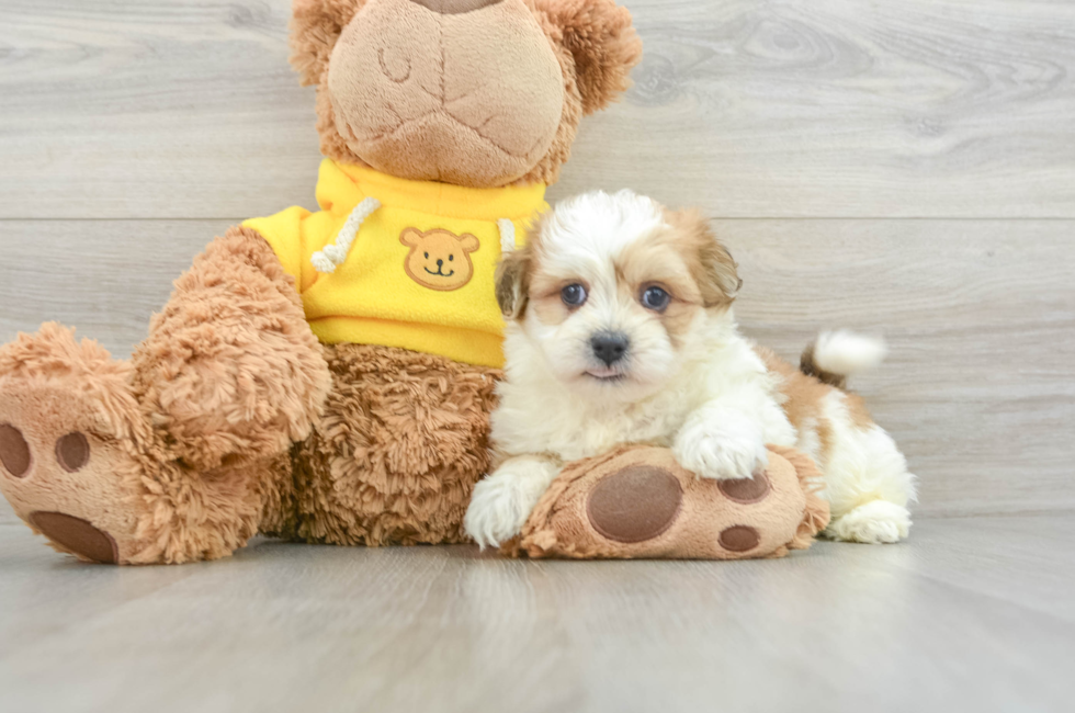 5 week old Teddy Bear Puppy For Sale - Puppy Love PR