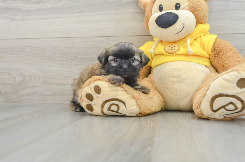 6 week old Teddy Bear Puppy For Sale - Puppy Love PR