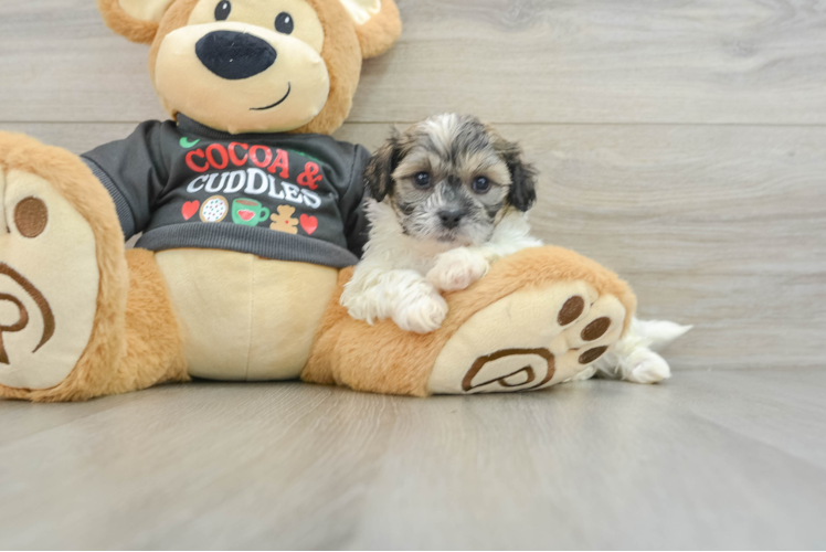 Meet Jazzy - our Teddy Bear Puppy Photo 1/3 - Puppy Love PR Funny Teddy Bear Designer Pup