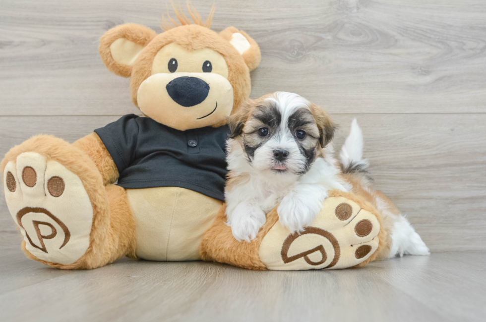 5 week old Teddy Bear Puppy For Sale - Puppy Love PR