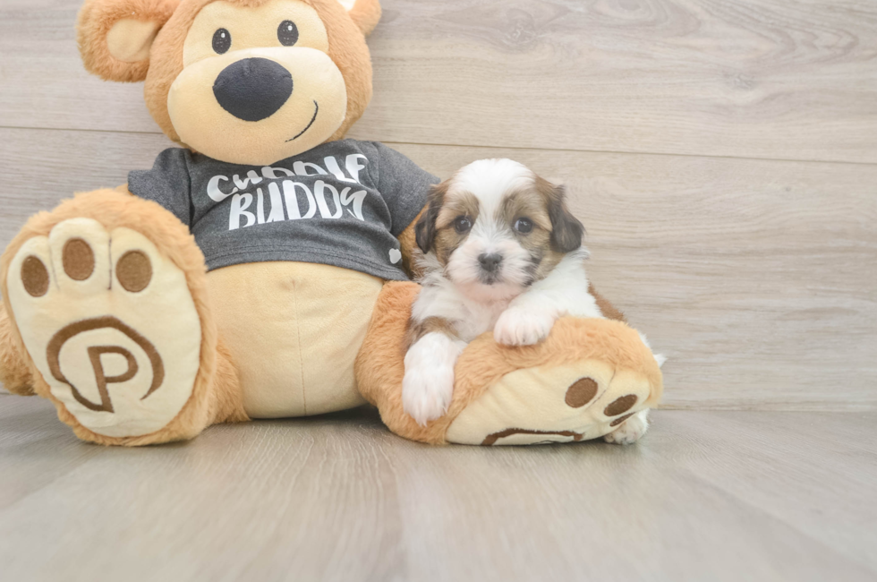 6 week old Teddy Bear Puppy For Sale - Puppy Love PR