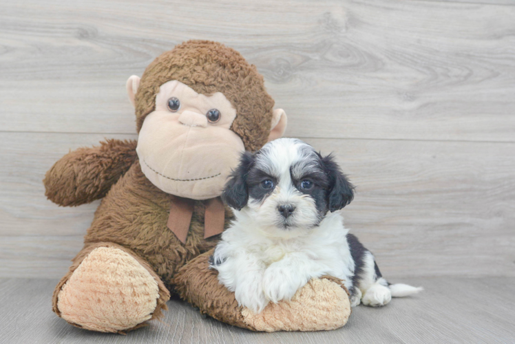 Meet Jazzy - our Teddy Bear Puppy Photo 1/3 - Puppy Love PR Playful Shit Designer Puppy