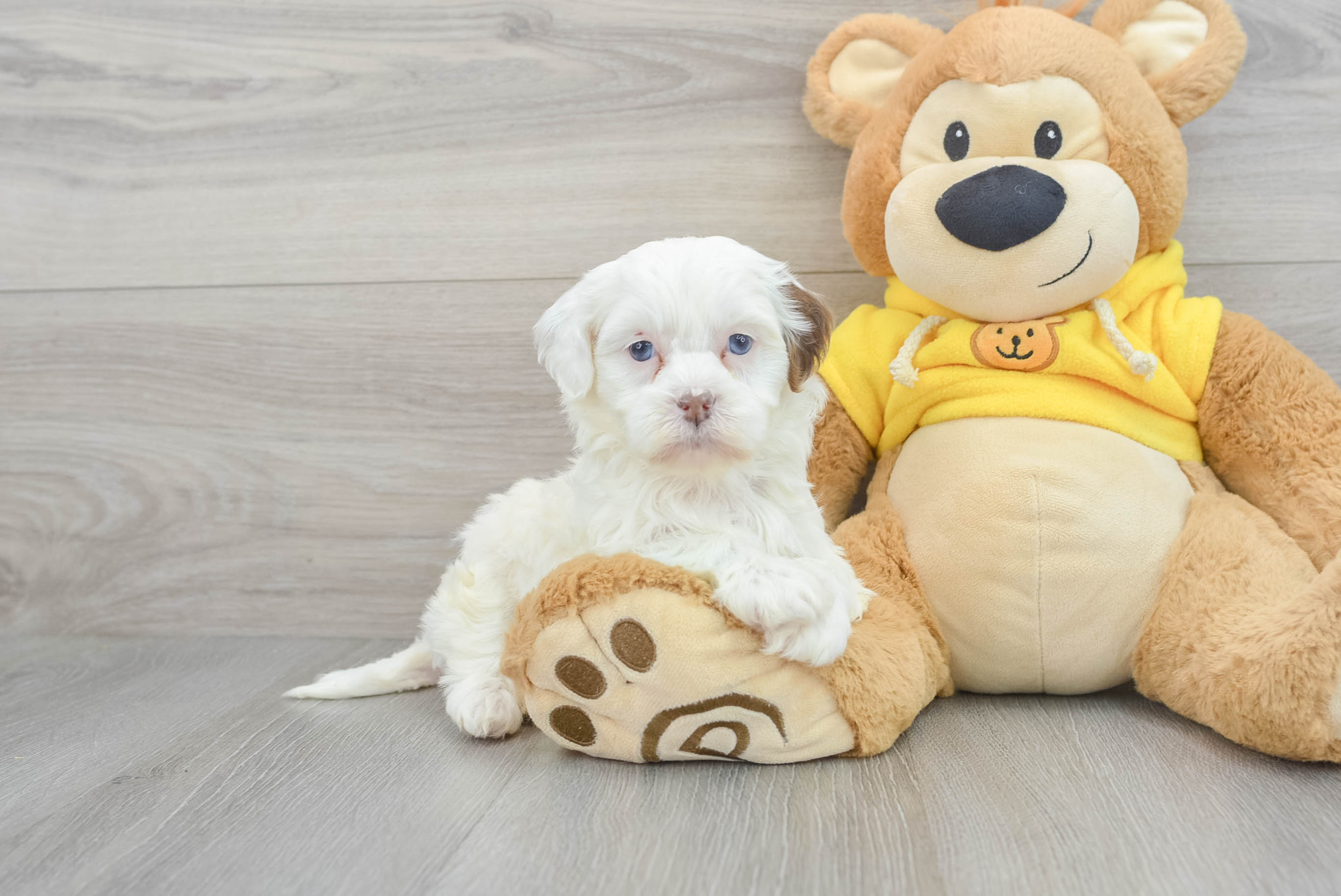 Happy Teddy Bear Baby