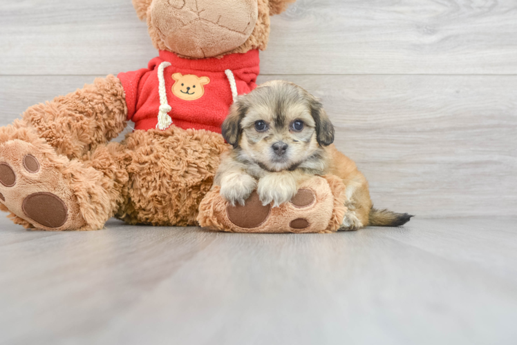 Meet Jean - our Teddy Bear Puppy Photo 1/3 - Puppy Love PR Teddy Bear Puppy for Adoption