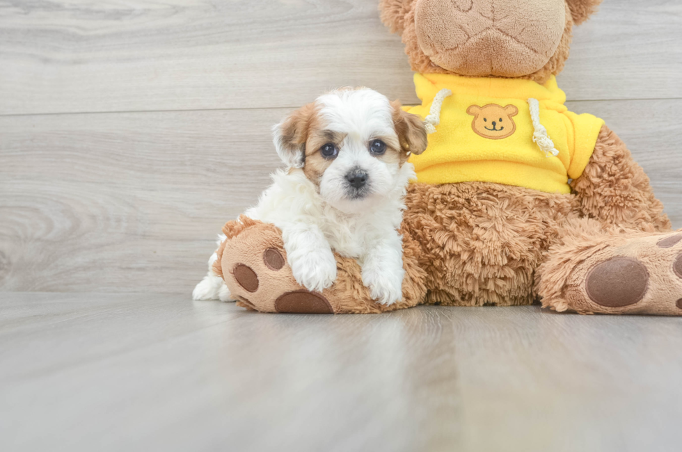 5 week old Teddy Bear Puppy For Sale - Puppy Love PR