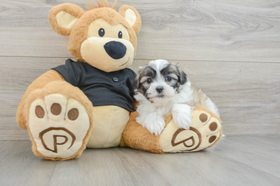 5 week old Teddy Bear Puppy For Sale - Puppy Love PR