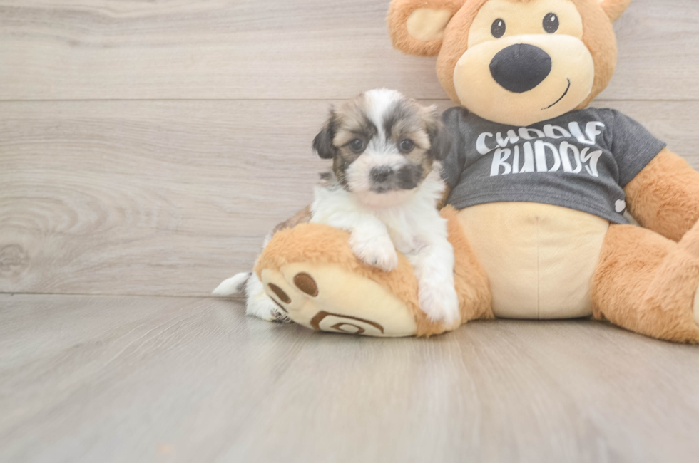 6 week old Teddy Bear Puppy For Sale - Puppy Love PR