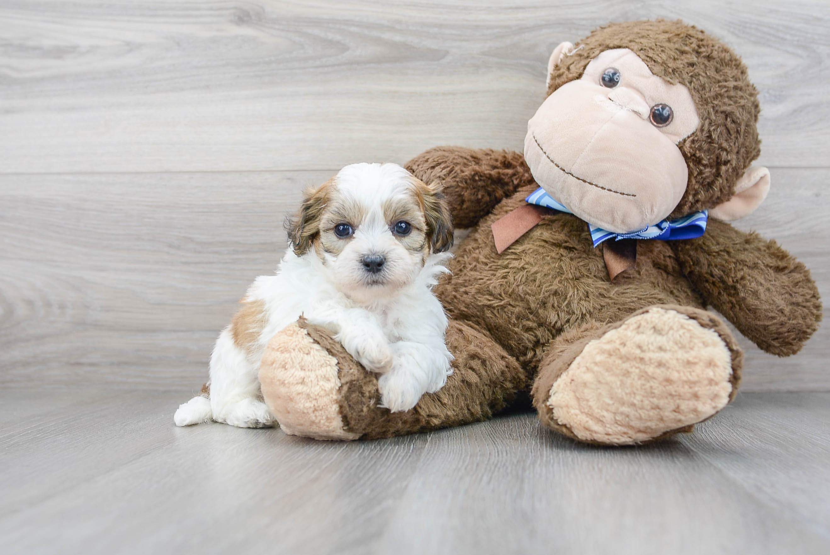 teddy bear puppy for sale