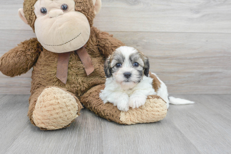 Meet Jean - our Teddy Bear Puppy Photo 1/3 - Puppy Love PR Cute Teddy Bear Baby