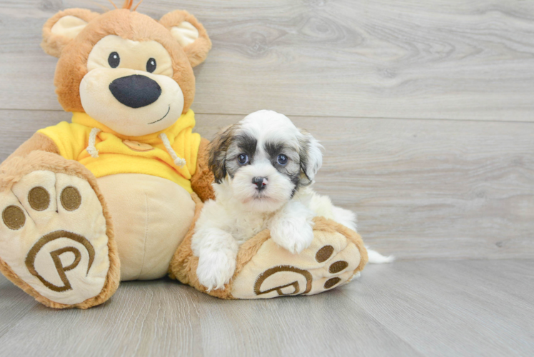 Meet Jeffrey - our Teddy Bear Puppy Photo 1/3 - Puppy Love PR Teddy Bear Pup Being Cute